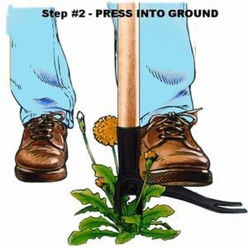 Grampa's Weeder - The Original Stand Up Weed Puller Tool with Long Handle - Made with Real Bamboo & 4-Claw Steel Head Design - Easily Remove Weeds Without Bending, Pulling, or Kneeling Home & Garden > Lawn & Garden > Gardening > Gardening Tools > Gardening Sickles & Machetes Grampa's Weeder   