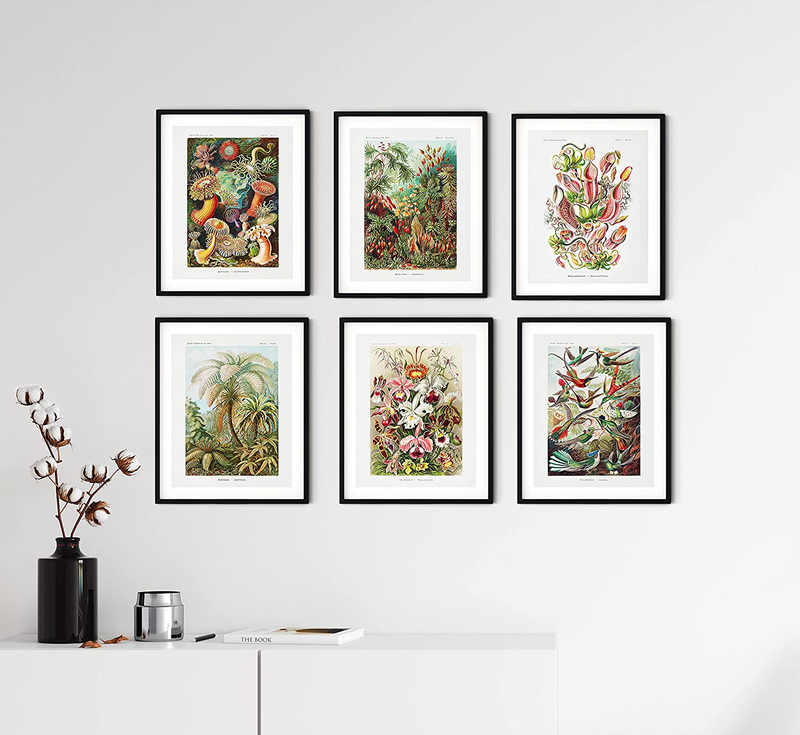 Haus and Hues Haeckel Posters & Vintage Botanical Prints - Set of 6 Vintage Plant Poster Wildflower Prints & Vintage Nature Prints | Flower Posters and Prints Botanical Print Set UNFRAMED (8"x10") Home & Garden > Decor > Artwork > Posters, Prints, & Visual Artwork HAUS AND HUES   