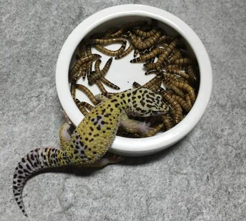 DoubleWood 2PCS Terrarium Bowls Reptile Food Bowl Worm Dish Mini Reptile Food Ceramics Water Bowl for Lizard Anoles Bearded Dragons