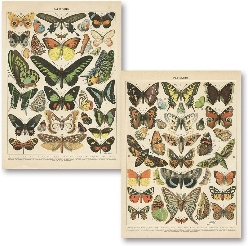 Popular Vintage French Types of Papillons Butterflies Set; Two 11X14In Paper Print Posters Home & Garden > Decor > Artwork > Posters, Prints, & Visual Artwork Gango Home Décor Two 11 x 14 in Poster Prints  