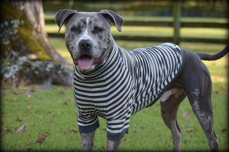 Tooth & Honey Big Dog Stripe Shirt Pullover Full Belly Coverage (Large) Animals & Pet Supplies > Pet Supplies > Dog Supplies > Dog Apparel Tooth & Honey   