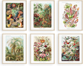 Haus and Hues Haeckel Posters & Vintage Botanical Prints - Set of 6 Vintage Plant Poster Wildflower Prints & Vintage Nature Prints | Flower Posters and Prints Botanical Print Set UNFRAMED (8"x10")
