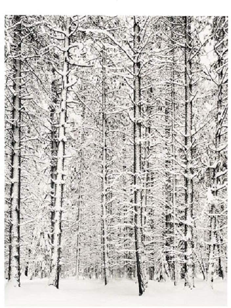 Pine Forest in Snow, Yosemite National Park, 1932 Art Poster Print by Ansel Adams, 24X36 Home & Garden > Decor > Artwork > Posters, Prints, & Visual Artwork Poster Revolution   