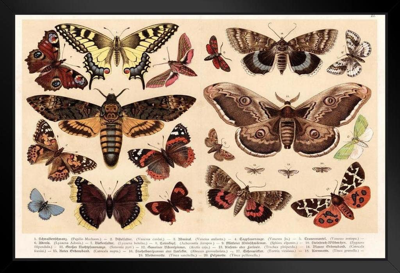 Moths and Butterflies 1888 Vintage Illustration Insect Wall Art of Moths and Butterflies Butterfly Illustrations Insect Poster Moth Print Cool Wall Decor Art Print Poster 36X24 Home & Garden > Decor > Artwork > Posters, Prints, & Visual Artwork Poster Foundry Multi-color / 2370 Framed in Black Wood 20x14 in. 