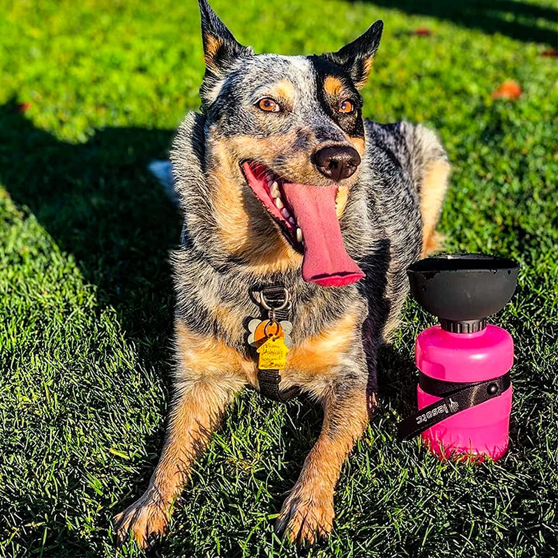 lesotc Pet Water Bottle for Dogs, Dog Water Bottle Foldable, Dog Travel Water Bottle, Dog Water Dispenser, Lightweight & Convenient for Travel BPA Free Animals & Pet Supplies > Pet Supplies > Dog Supplies lesotc   