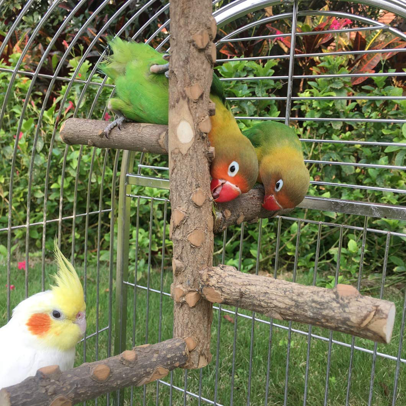 KINTOR Bird Perch Nature Wood Stand for 3-4pcs Small Medium Parrots