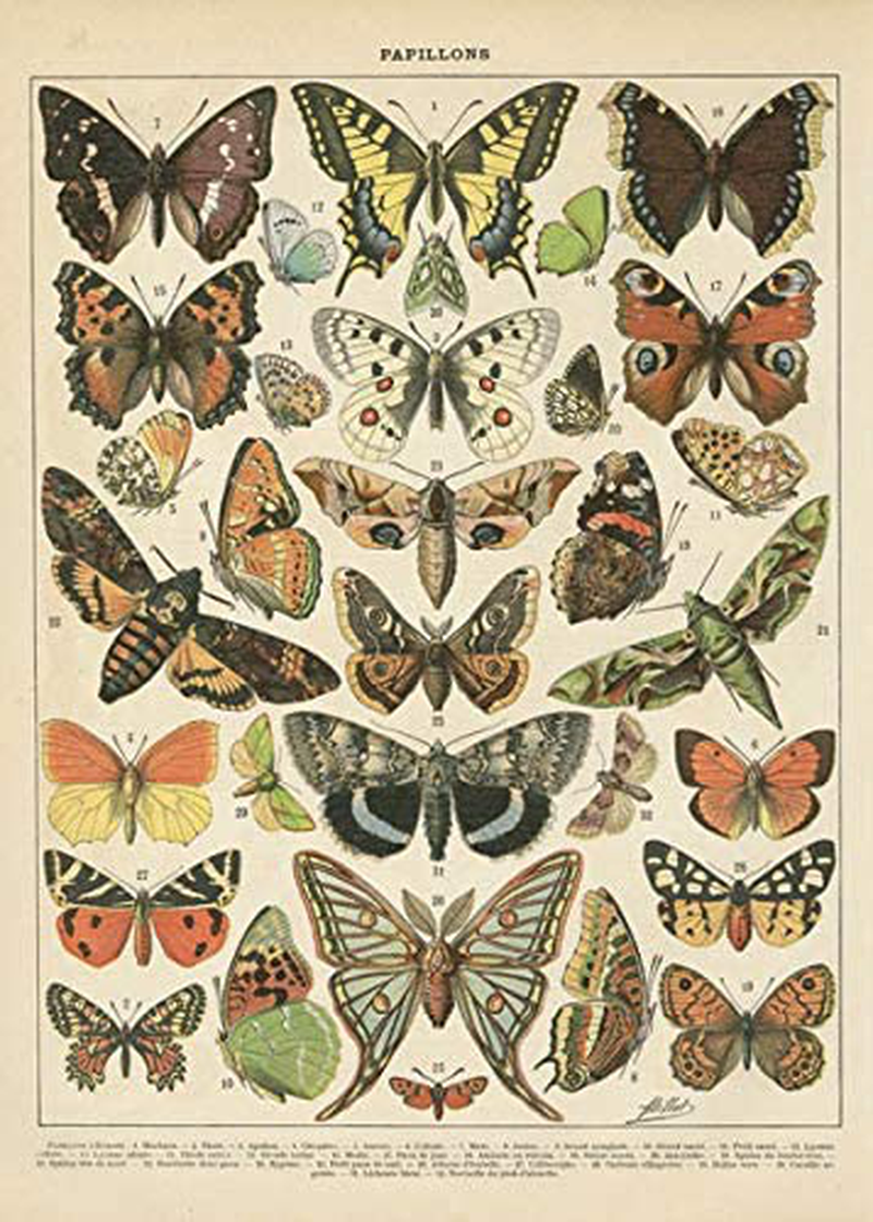 Popular Vintage French Types of Papillons Butterflies Set; Two 11X14In Paper Print Posters Home & Garden > Decor > Artwork > Posters, Prints, & Visual Artwork Gango Home Décor   