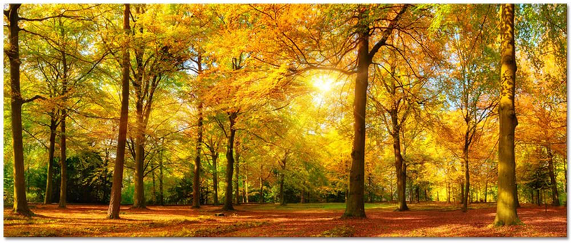 Large Autumn Trees Forest Canvas Wall Art Prints Painting Printed on Canvas,Framed and Stretched,Landscape Home Decor,Living Room Bed Room Hotel Wall Mural Decor (Autumn Forest) (Large, Gold Forest) Home & Garden > Decor > Artwork > Posters, Prints, & Visual Artwork Xiamen Visual Beauty   