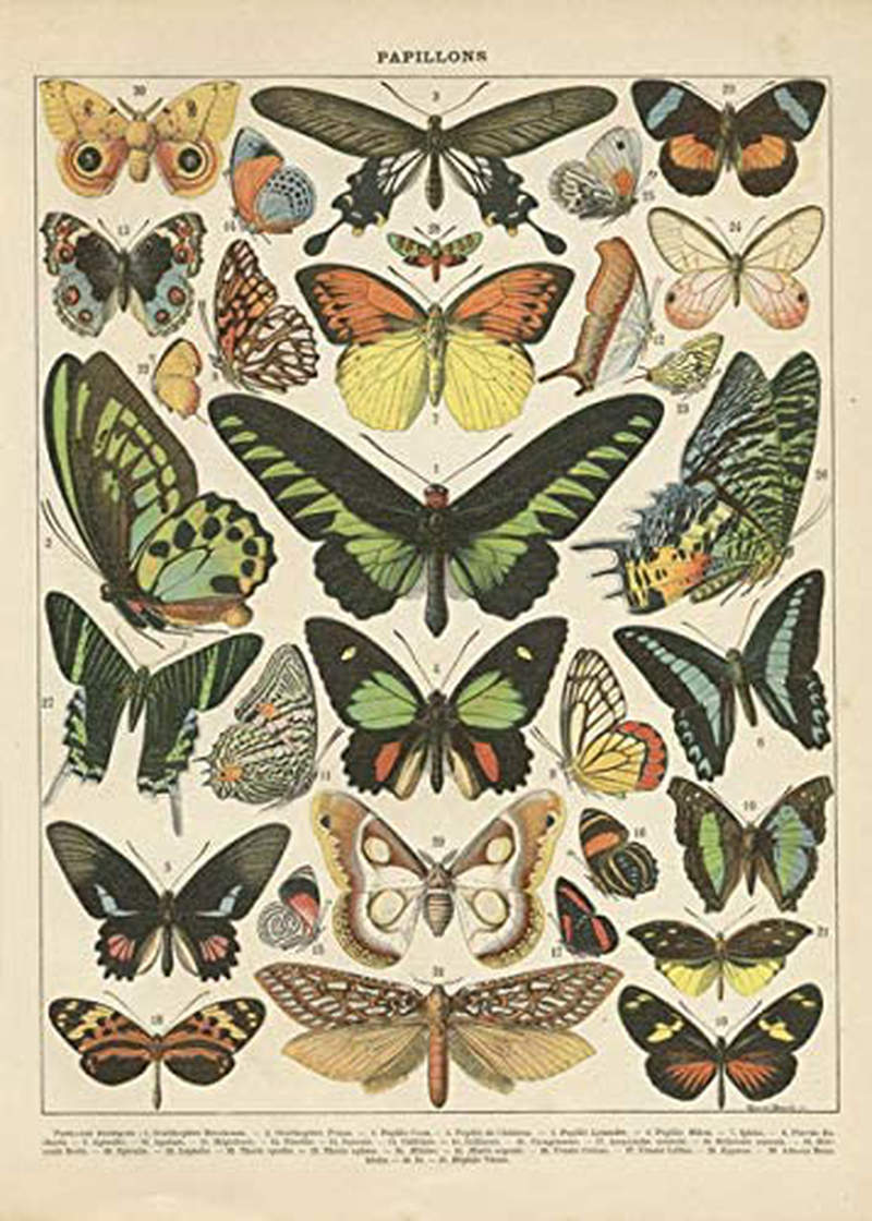 Popular Vintage French Types of Papillons Butterflies Set; Two 11X14In Paper Print Posters Home & Garden > Decor > Artwork > Posters, Prints, & Visual Artwork Gango Home Décor   
