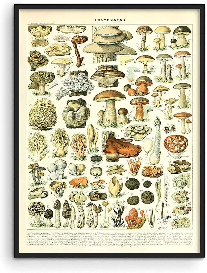Haus and Hues Vintage Mushroom Posters & Mushroom Chart - Adolphe Millot Poster Cottagecore Wall Decor | Mushroom Print & Plant Poster Vintage Botanical Prints & Botanical Poster UNFRAMED 12"X16" Home & Garden > Decor > Artwork > Posters, Prints, & Visual Artwork HAUS AND HUES Mushrooms 12x16 Unframed 