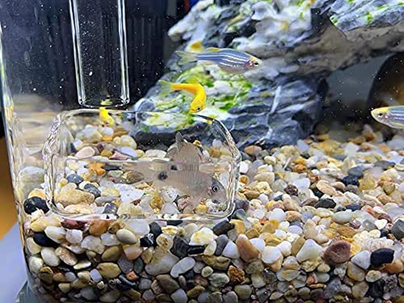 Senzeal 2X Aquarium Glass Shrimp Feeding Dish Reptiles Water Food Feeder Bowl Square Animals & Pet Supplies > Pet Supplies > Reptile & Amphibian Supplies > Reptile & Amphibian Habitats Senzeal   