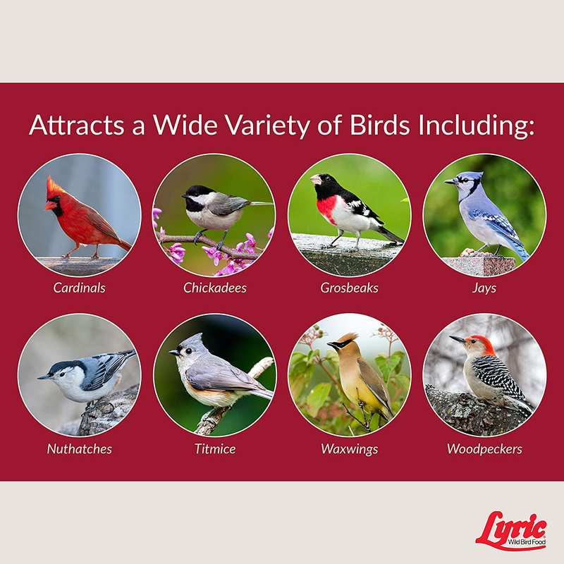 Lyric 2647417 Fruit & Nut High Energy Wild Bird Food, 20 lb Animals & Pet Supplies > Pet Supplies > Bird Supplies > Bird Food Lyric   