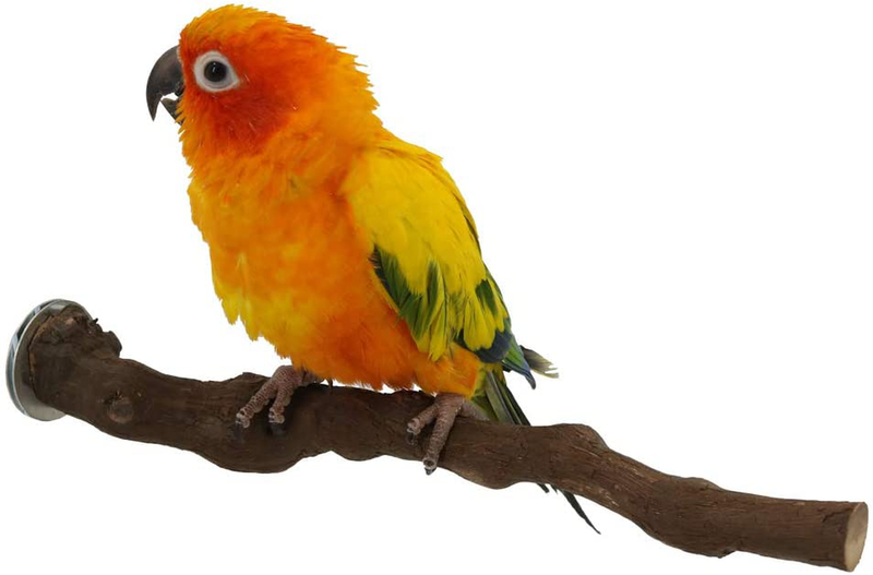 Wood Bird Stand Perch, Natural Wild Grape Stick Paw Grinding Standing Climbing Toy Cage Accessories for Small and Medium Parrots, Parakeets, Cockatiels, Lovebirds, Sun Conures, Caique, African Grey Animals & Pet Supplies > Pet Supplies > Bird Supplies YINGGE Default Title  