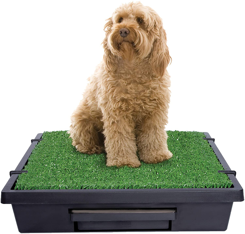 PetSafe Pet Loo Portable Outdoor or Indoor Dog Potty - Dog Grass Pad with Tray - Alternative to Puppy Pads - Easy to Clean Dog Potty Grass, Absorbent Wee Sponge, Pee Pod - Small, Medium, Large Animals & Pet Supplies > Pet Supplies > Dog Supplies > Dog Diaper Pads & Liners PetSafe Medium (Pack of 1)  