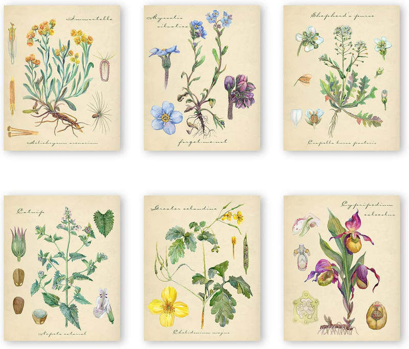 Insimsea Vintage Botanical Wall Art Prints, Aesthetic Vintage Flower Herb Print Posters for Room Decor, Set of 6, 8X10 Inches, Unframed Home & Garden > Decor > Artwork > Posters, Prints, & Visual Artwork InSimSea floral  