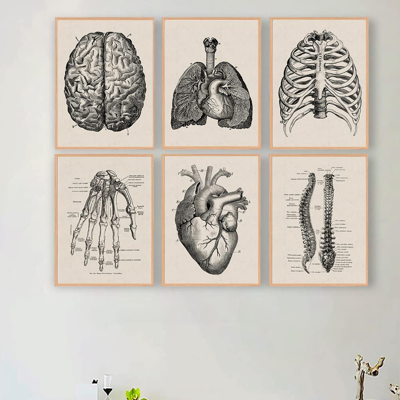 Human Anatomy Artwork Medical Wall Picture Muscle Skeleton Vintage Poster Nordic Canvas Print Education Painting Modern Decor(Unframed) Home & Garden > Decor > Artwork > Posters, Prints, & Visual Artwork Ohhvvow   