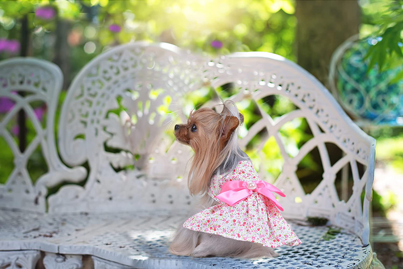 Petroom Puppy Dog Dress,Thin Cute Floral Princess Ribbon Skirt for Small Dogs Cats for Summer Animals & Pet Supplies > Pet Supplies > Cat Supplies > Cat Apparel Petroom   