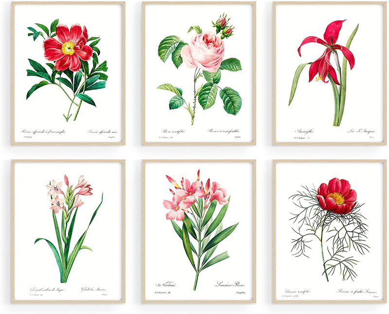 Haus and Hues Haeckel Posters & Vintage Botanical Prints - Set of 6 Vintage Plant Poster Wildflower Prints & Vintage Nature Prints | Flower Posters and Prints Botanical Print Set UNFRAMED (8"x10")