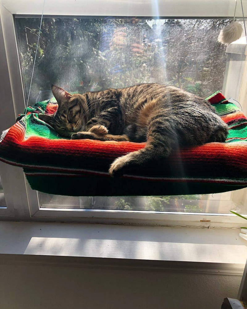Lcybem Cat Hammocks for Window - Seat Suction Cups Space Saving Cat Bed, Pet Resting Seat Safety Cat Window Perch for Large Cats, Providing All around 360° Sunbath for Indoor, Weighted up to 33Lbs Animals & Pet Supplies > Pet Supplies > Cat Supplies > Cat Beds Lcybem   