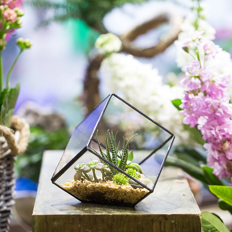 NCYP 3.93 inches Geometric Decorative Terrarium Cube Inclined Clear Glass Planter Tabletop Black Small Air Plant Holder Display Box Succulent Moss Flower Pot Containers DIY Centerpiece (No Plants) Animals & Pet Supplies > Pet Supplies > Reptile & Amphibian Supplies > Reptile & Amphibian Habitats Zhongpengcheng   