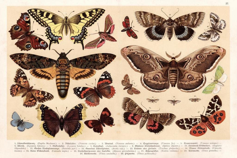 Moths and Butterflies 1888 Vintage Illustration Insect Wall Art of Moths and Butterflies Butterfly Illustrations Insect Poster Moth Print Cool Wall Decor Art Print Poster 36X24 Home & Garden > Decor > Artwork > Posters, Prints, & Visual Artwork Poster Foundry Multi-color / 2370 Laminated 18x12 in. 