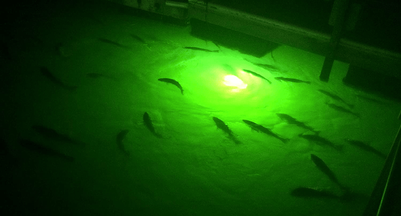 21,000 Lumens, Saltwater Green Underwater Fish Light Kit w/50' Lamp Cord, Dock Light