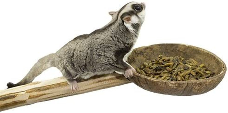 Coconut Cup with Perch - Natural Wooden Mounted Food & Treat Bowl Cage Accessory Climbing Perch - Sugar Gliders, Parrots, Marmosets, Degus, Squirrels, Rats, Mice, Birds, & Other Small Pets Animals & Pet Supplies > Pet Supplies > Bird Supplies Exotic Nutrition   