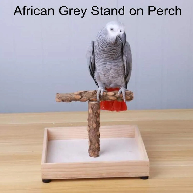 KINTOR Bird Stand Tabletop,Portable Tee Stand, Parrot Play Stand Perch Gym for Small Medium Parrot (T Stand) Animals & Pet Supplies > Pet Supplies > Bird Supplies Harvestkey   