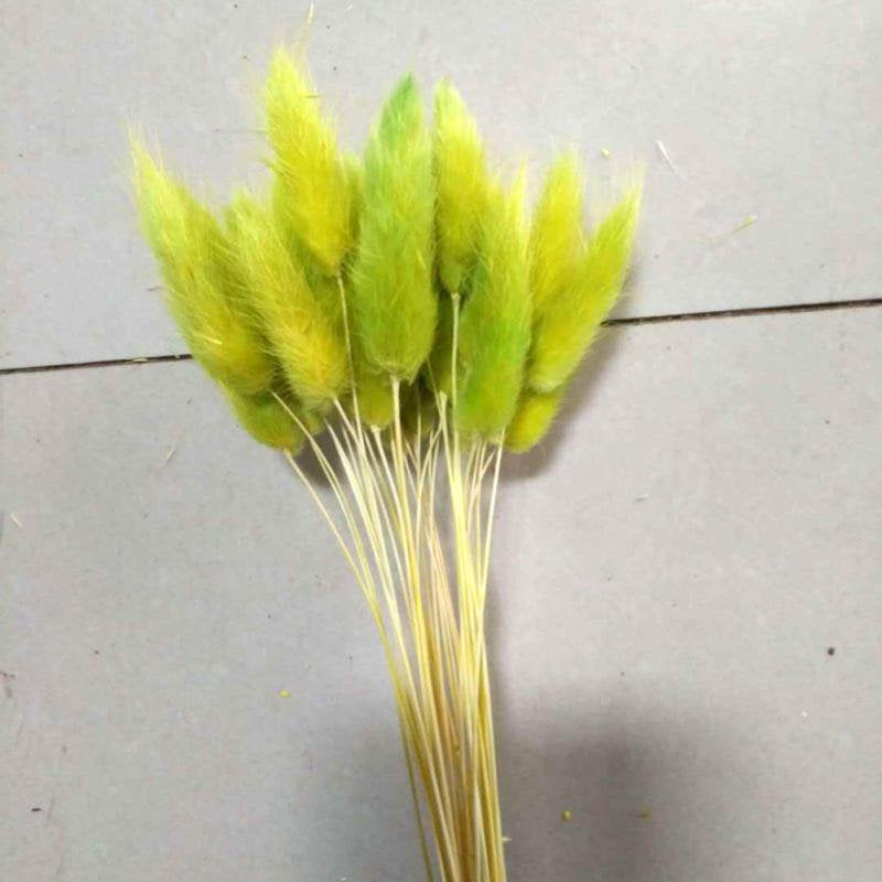 JANDEL 30PCS Natural Rabbit Tail Grass Dried Flower, for Valentine'S Day, Wedding, Household Decorations Festive Party Supplies, Purple Home & Garden > Decor > Seasonal & Holiday Decorations JANDEL 30pcs Green 