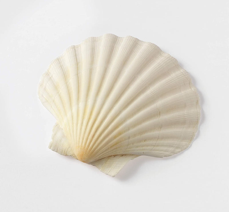 Maine Man Baking Shells, 4 Inch, Set of 4