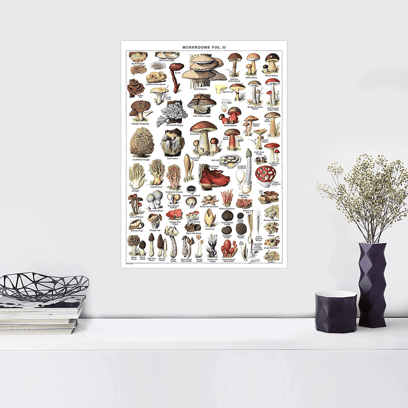 4 Pack - Vintage Mineral Poster Prints Vol 1 & 2 & Mushrooms Poster Prints Vol 1 & 2 - Geology & Mycology & Fungi Botanical Identification Reference Charts (LAMINATED, 18” X 24”)