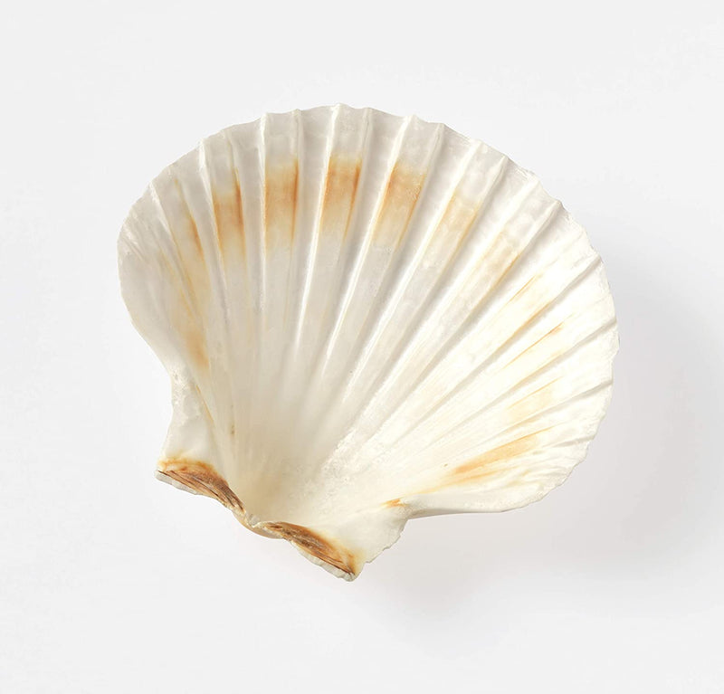 Maine Man Baking Shells, 4 Inch, Set of 4