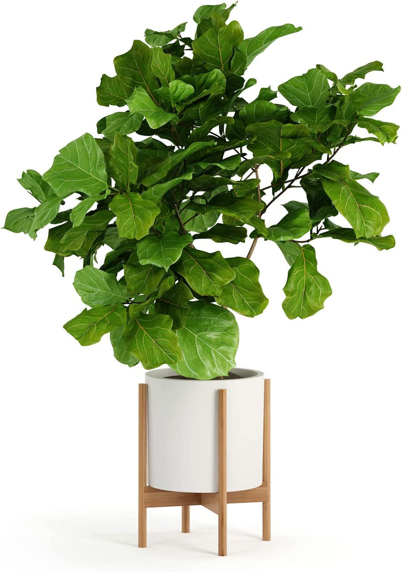 Fox & Fern Mid Century Modern Plant Stand, Plant Stand Indoor, Indoor Plant Stand, Plant Stands for Indoor Plants, Plant Holder, Corner Plant Stand - excluding Plant Pot - Acacia Wood - Fits 10" Pot Sporting Goods > Outdoor Recreation > Fishing > Fishing Rods Fox & Fern Bamboo Fits 12" Pot 