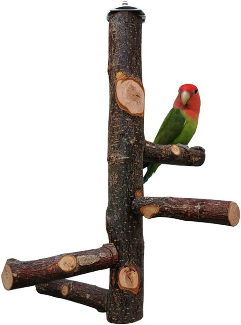 Dotlite Bird Perch Nature Wood Stand for Parrots, 12Inch Height with 4PCS Branches Suitable for Small Medium Birds and Parrots Animals & Pet Supplies > Pet Supplies > Bird Supplies Dotlite   
