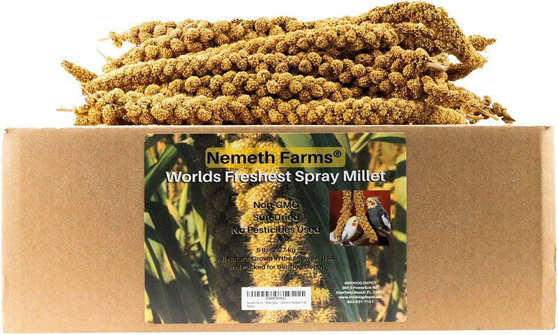 Nemeth Farms Worlds Freshest Sun-Dried Spray Millet GMO and Pesticide Free (No Stems Only Edible Tops) Original Bird Treat and Supplement for All Pet Birds Parakeets, Cockatiels and Finches - 1Lb Animals & Pet Supplies > Pet Supplies > Bird Supplies > Bird Food Nemeth Farms 5 Pound (Pack of 1)  
