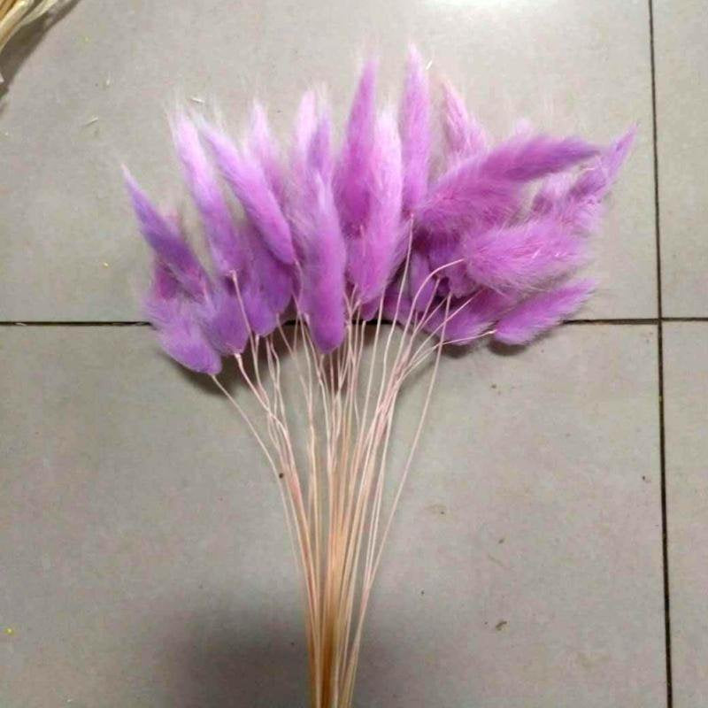 JANDEL 30PCS Natural Rabbit Tail Grass Dried Flower, for Valentine'S Day, Wedding, Household Decorations Festive Party Supplies, Purple Home & Garden > Decor > Seasonal & Holiday Decorations JANDEL 30pcs Purple 
