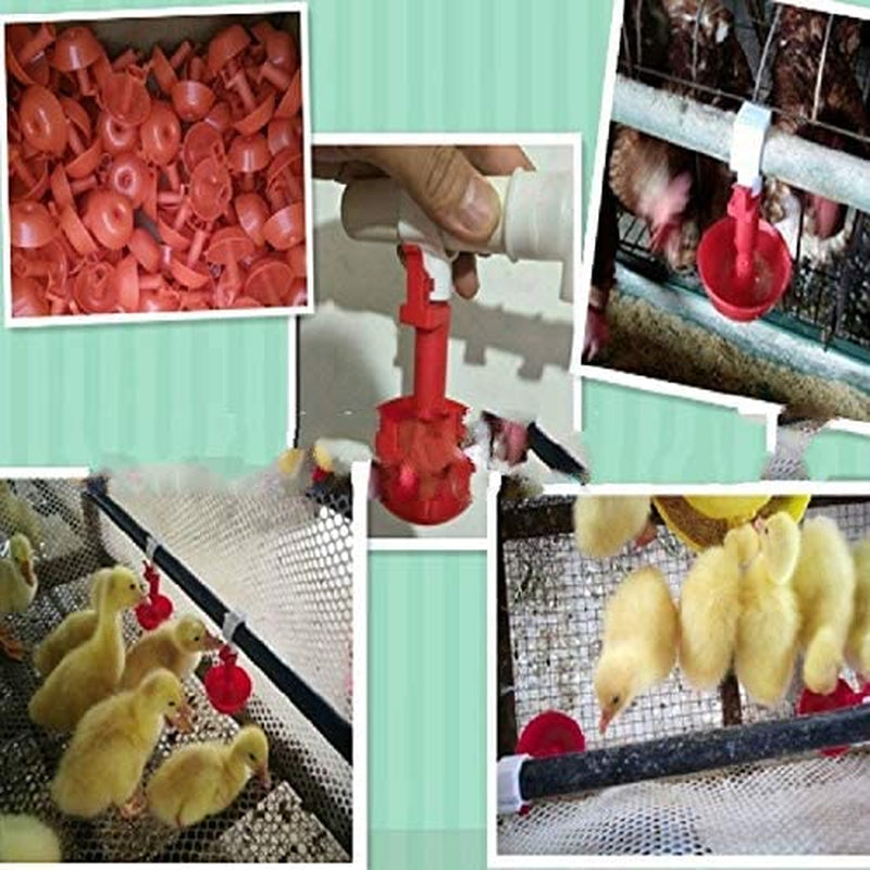 Dongdexiu Pet Supplies 2 PCS Automatic Drinking Bowl, Animal Husbandry Equipment for Chicken Duck Goose Pigeon, Product Specifications: Non-Adjustable Feeding & Watering Supplies Animals & Pet Supplies > Pet Supplies > Bird Supplies > Bird Cage Accessories > Bird Cage Food & Water Dishes Dongdexiu   