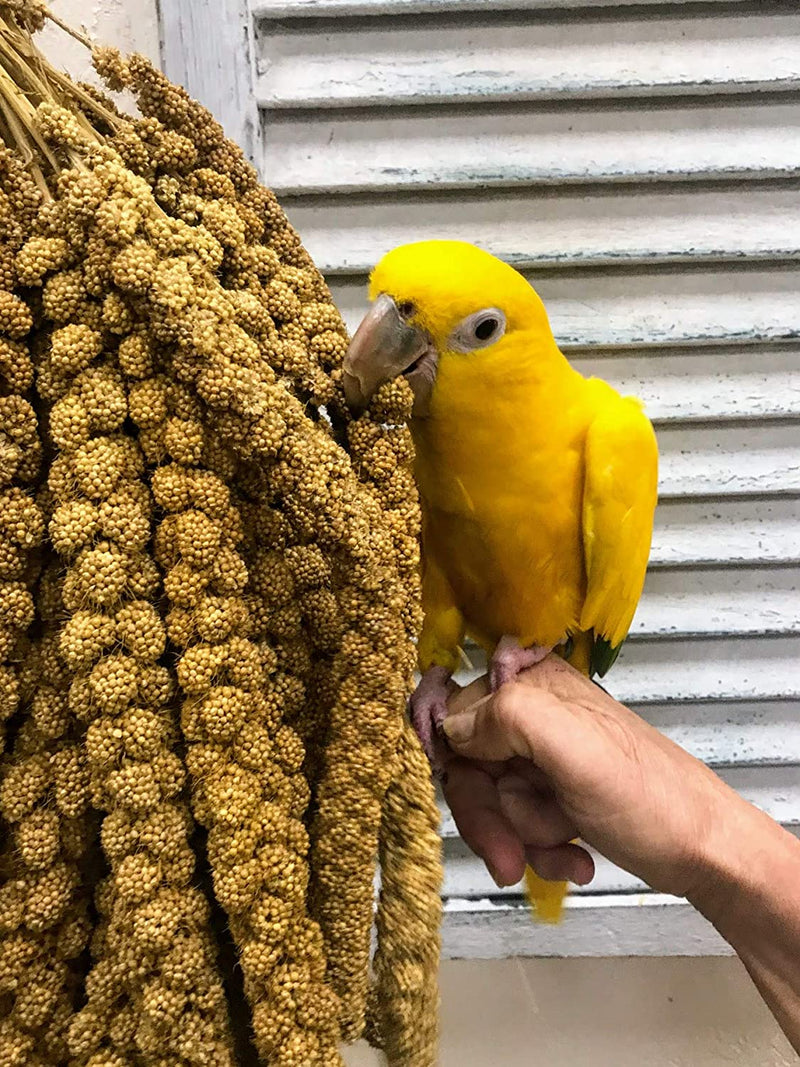 Nemeth Farms Worlds Freshest Sun-Dried Spray Millet GMO and Pesticide Free (No Stems Only Edible Tops) Original Bird Treat and Supplement for All Pet Birds Parakeets, Cockatiels and Finches - 1Lb Animals & Pet Supplies > Pet Supplies > Bird Supplies > Bird Food Nemeth Farms   
