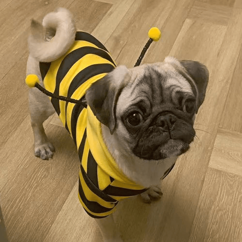 Anelekor Pet Bee Halloween Costume Dog Hoodies Cat Holiday Cosplay Warm Clothes Puppy Cute Hooded Coat Christmas Outfits for Cat and Small Dogs