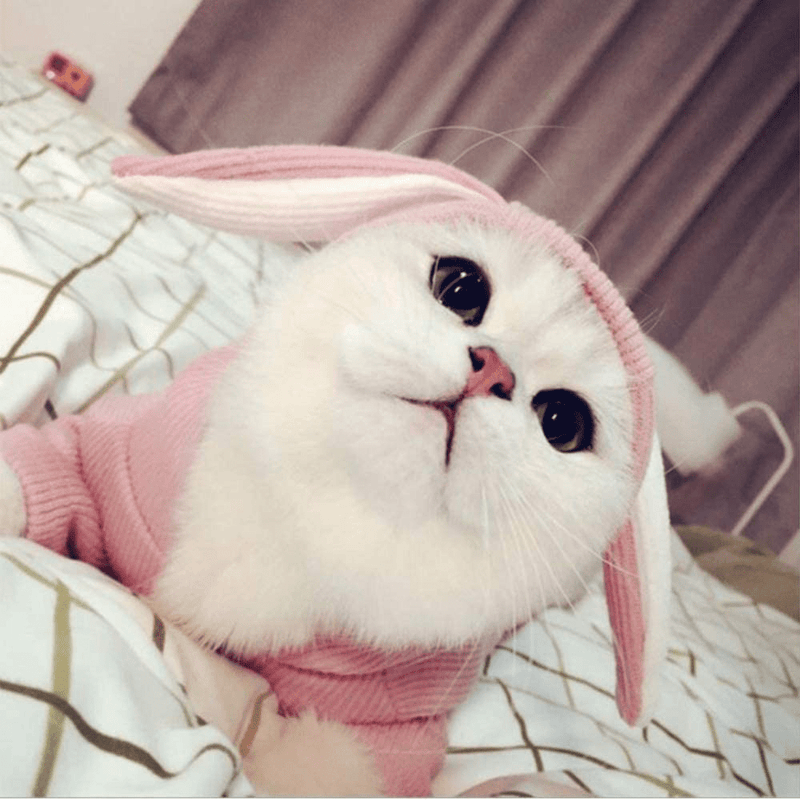 ANIAC Pet Hoodie Cat Rabbit Outfit with Bunny Ears Cute Sweatshirt Spring and Autumn Puppy Knitted Sweater Kitty Soft Knitwear Animals & Pet Supplies > Pet Supplies > Cat Supplies > Cat Apparel ANIAC   