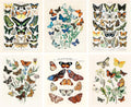 ARTIVO Vintage Butterfly Art Prints 6 Set 8X10, Butterflies Vintage Poster Prints, Cottagecore Aesthetic Decor, Vintage Wall Collage, Wall Art Posters, Vintage Nature Posters Home & Garden > Decor > Artwork > Posters, Prints, & Visual Artwork Artivo Butterflies  