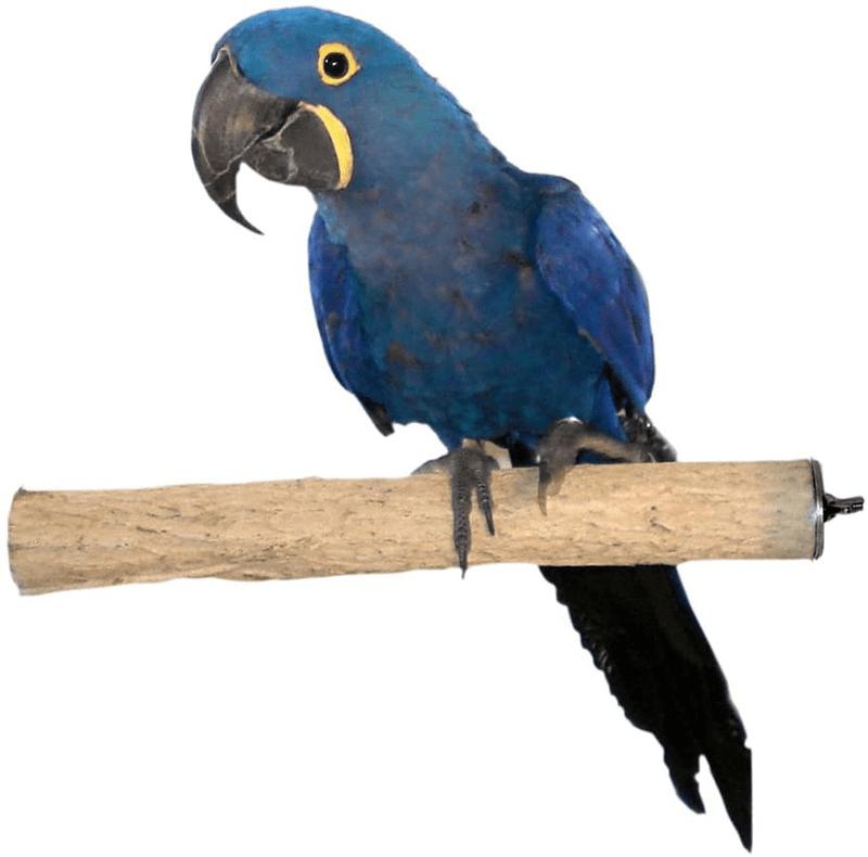 Birds LOVE Bottlebrush and PepperWood Bird Cage Perch - Small to Extra Large for Canaries, Parakeets, Conures, Quakers, Macaws Birds Animals & Pet Supplies > Pet Supplies > Bird Supplies Birds LOVE Bottlebrush Extra Large 