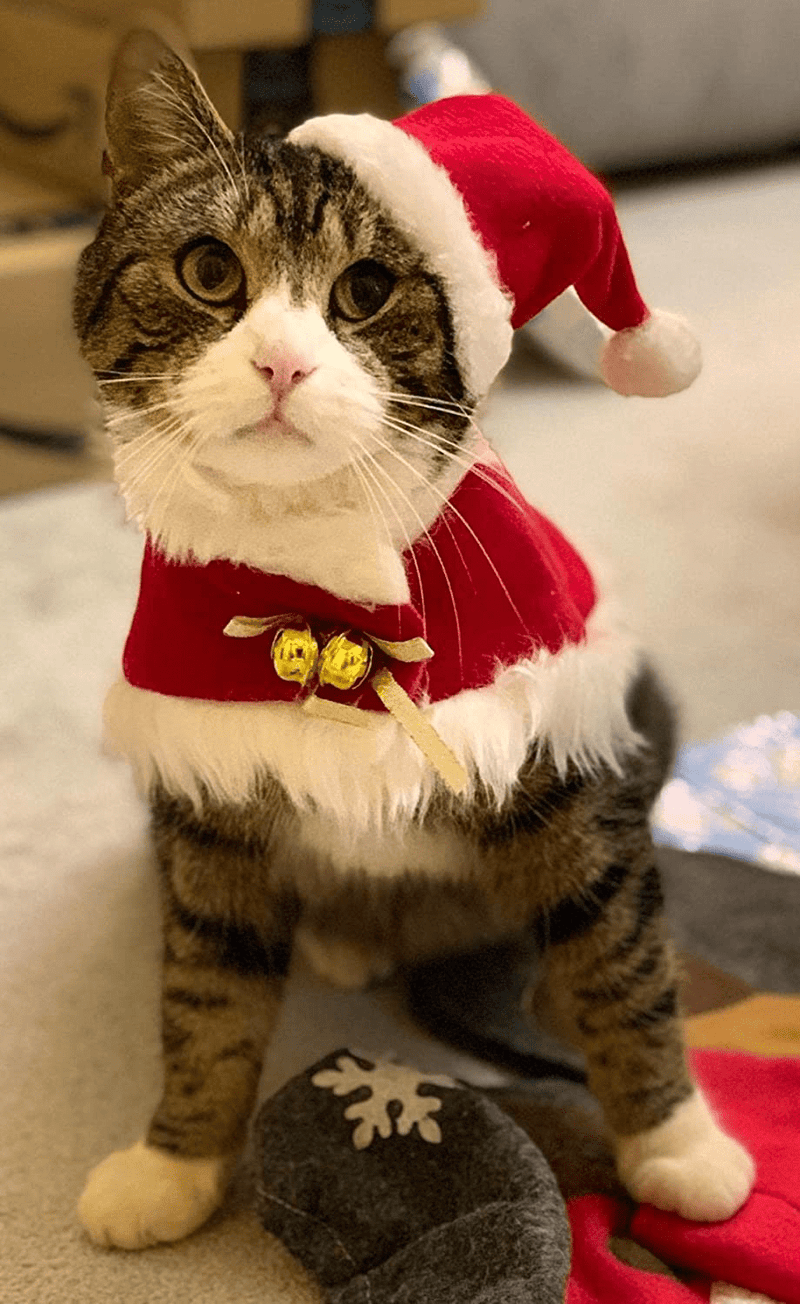 Cat Christmas Costume with Hat - Adjustable Cute Santa Cat Cape with Bells, Xmas Outfit for Dogs Cats Sweet Gift Animals & Pet Supplies > Pet Supplies > Cat Supplies > Cat Apparel nutroeno   