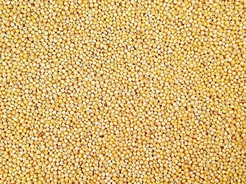 Backyard Seeds White Millet Bird Seed for Finches 8 Pounds (8 Pounds) Animals & Pet Supplies > Pet Supplies > Bird Supplies > Bird Food CountryMax 10 Pounds  