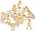GINTUTO Chicken Perch Strong Pine Wooden Chick Jungle Gym Roosting Bar, Chick Perch Toys for Coop and Brooder for Large Bird Baby Chicks Parrot (Small) Animals & Pet Supplies > Pet Supplies > Bird Supplies GINTUTO Large  