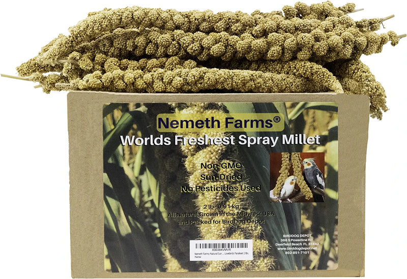 Nemeth Farms Worlds Freshest Sun-Dried Spray Millet GMO and Pesticide Free (No Stems Only Edible Tops) Original Bird Treat and Supplement for All Pet Birds Parakeets, Cockatiels and Finches - 1Lb Animals & Pet Supplies > Pet Supplies > Bird Supplies > Bird Food Nemeth Farms 2 lb  