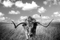 Texas Longhorn Standing in Pasture Room Home Decoration Living Room and Modern Farmhouse Decor Black and White Art Posters Bull Animal Pictures Print Farm House Cool Wall Decor Art Print Poster 36X24 Home & Garden > Decor > Artwork > Posters, Prints, & Visual Artwork Poster Foundry Black and White | 6396 12x8 inches 