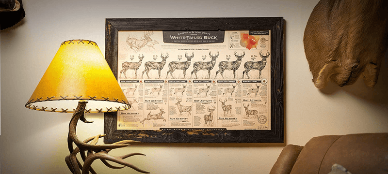 "The Growth and Maturity of the White-Tailed Buck" Paper Print Home & Garden > Decor > Artwork > Posters, Prints, & Visual Artwork Ryan Kirby Art   