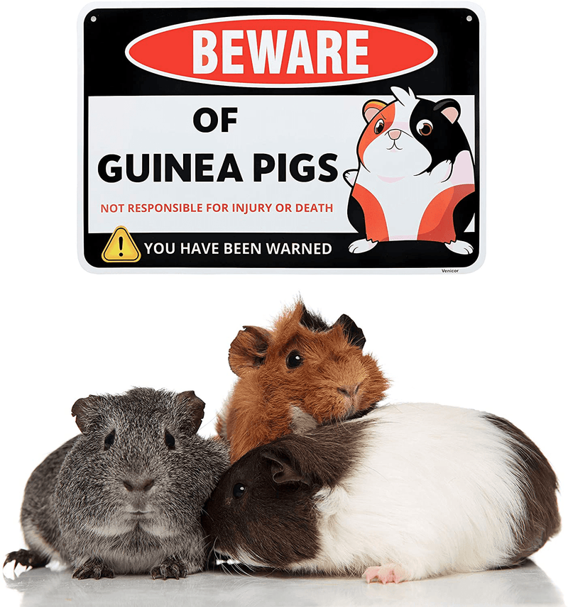 Venicor Guinea Pig Sign - 8x12 Inches - Aluminum - Guinea Pig Hideout Cage Decor - Guinea Pig Accessories Toys Statue Stuff Carrier Igloo Hay Feeder Costume Outfit Gifts Drops Poster Stickers Things Home & Garden > Decor > Seasonal & Holiday Decorations Venicor   