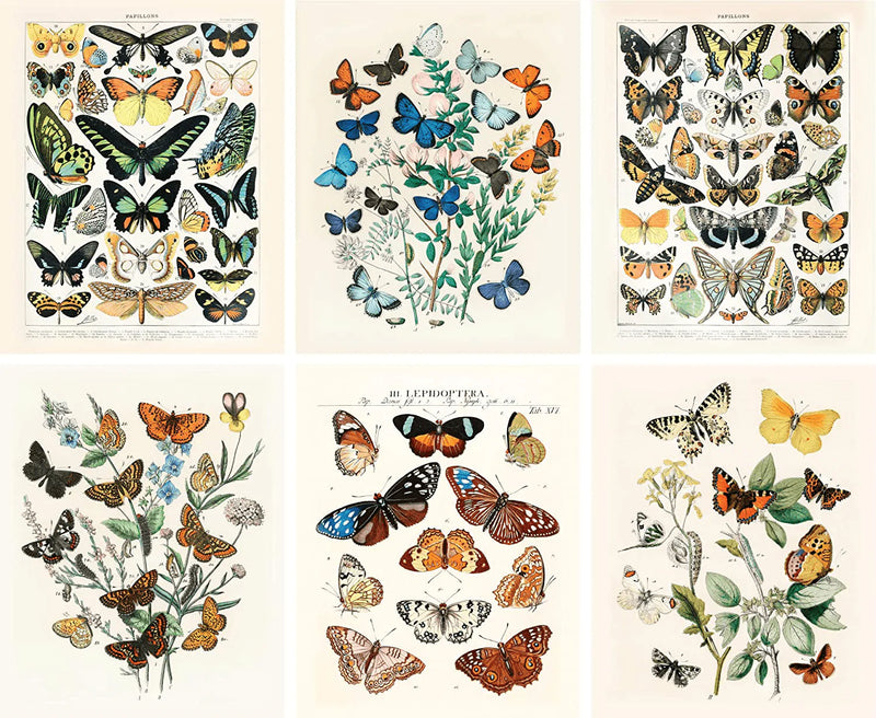 Vintage Butterfly Art Prints 6 Set 8x10, Butterflies Vintage Poster Prints, Cottagecore Aesthetic Decor, Vintage Wall Collage, Wall Art Posters, Vintage Nature Posters